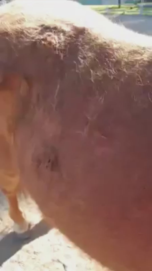 Supa Grooma Pet Deshedding Brush